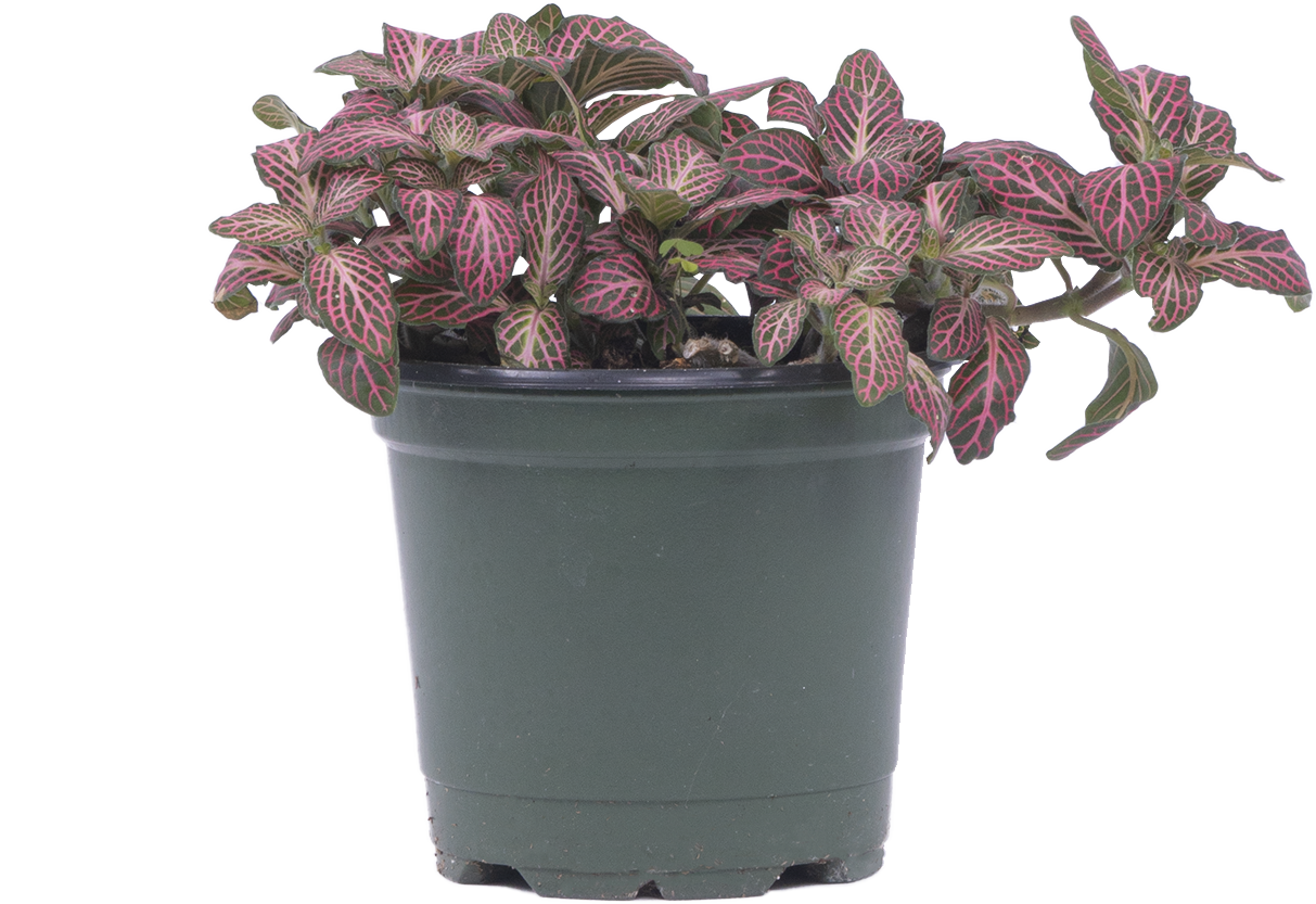 Nerve Plant Assorted | Fittonia (S)