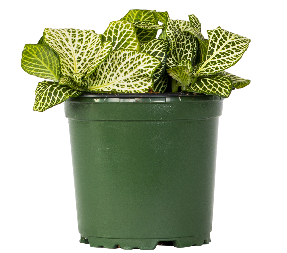 Fittonia Albivenis | White Nerve Plant (S)