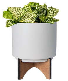 Fittonia Albivenis | White Nerve Plant (S)