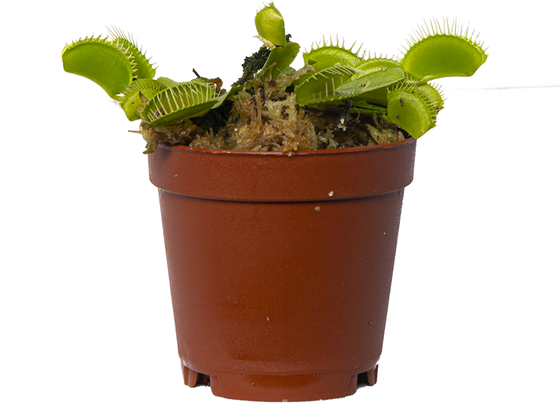 Venus Fly Trap (XS)