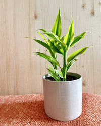 dracaena ribbon plant Dracaena Sanderiana | Ribbon Plant | 4" Pot | Easy Care Houseplant