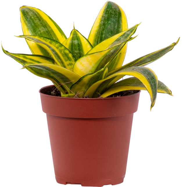 golden hahnii birdsnest snake plant Sansevieria Golden Hahnii | Birds Nest Snake Plant | 4" Pot | Easy Care Houseplant