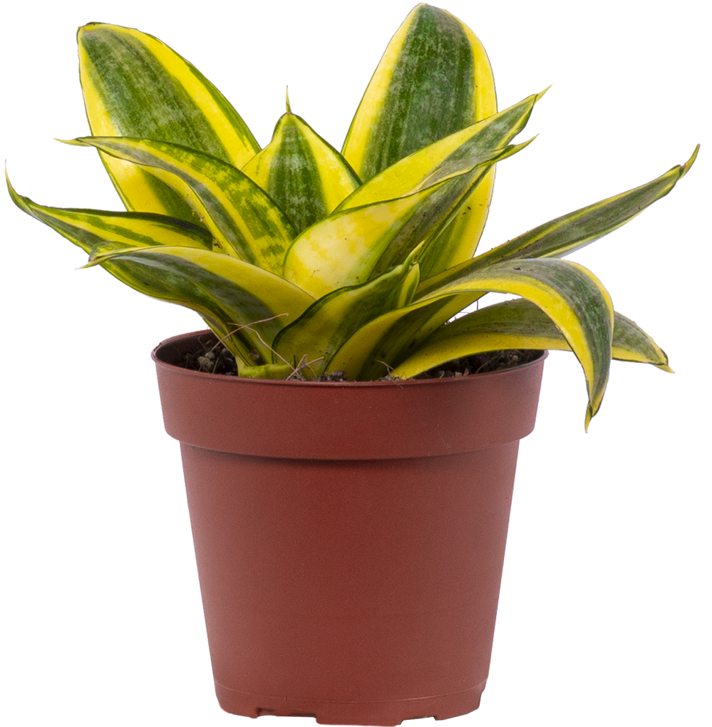 Sansevieria Golden Hahnii | Birds Nest Snake Plant (S)