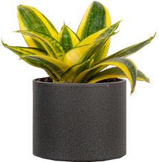 Sansevieria Golden Hahnii | Birds Nest Snake Plant (S)