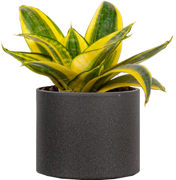 sansevieria hahnii grande Sansevieria Golden Hahnii | Birds Nest Snake Plant | 4