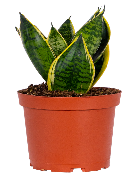 Sansevieria Golden Hahnii | Birds Nest Snake Plant (M)