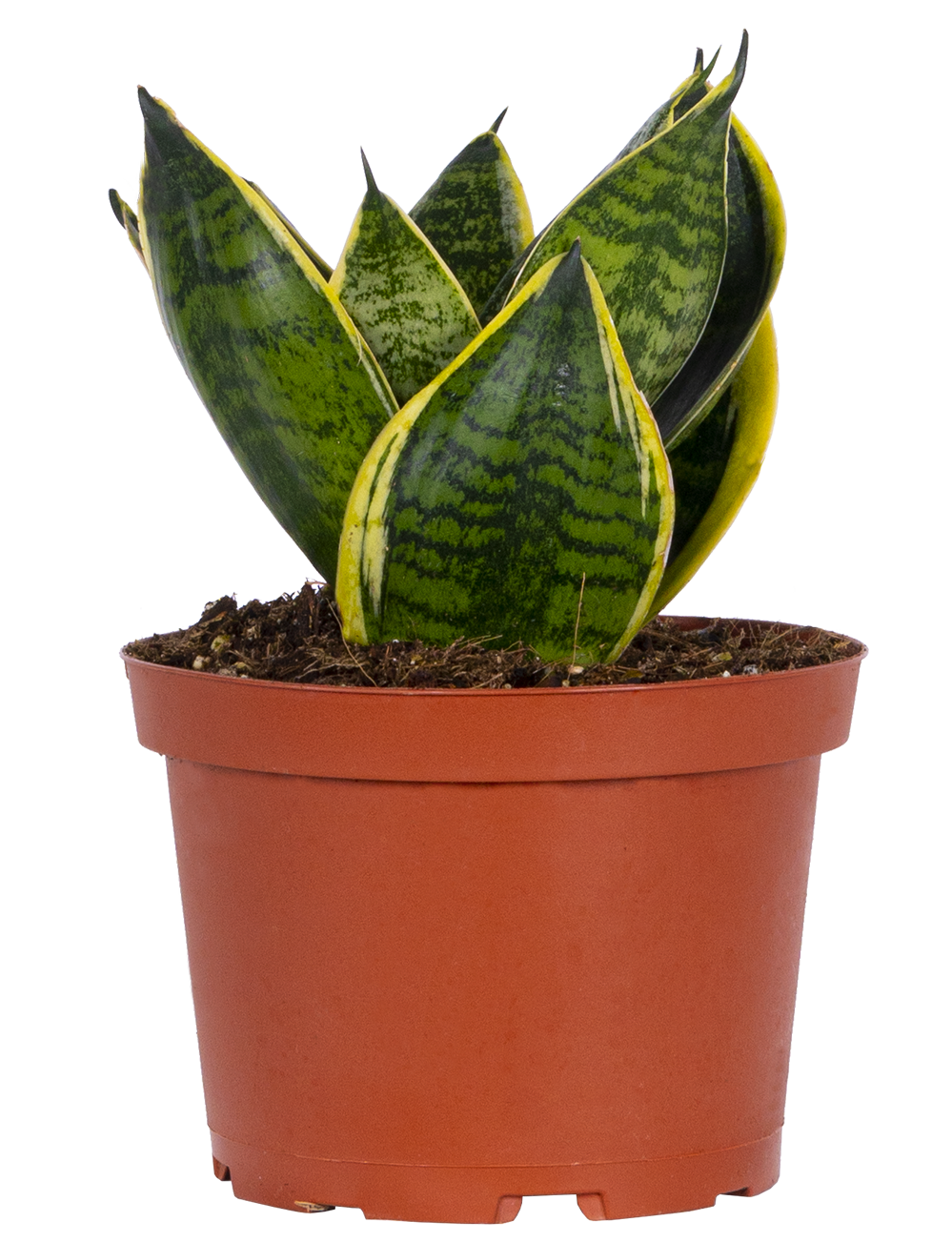 Sansevieria Golden Hahnii | Birds Nest Snake Plant (M)