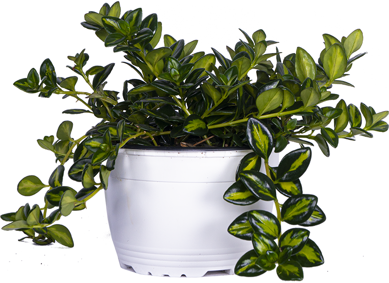 Nemanthus Hypocyrta Variegated Assorted| Goldfish Plant (M)