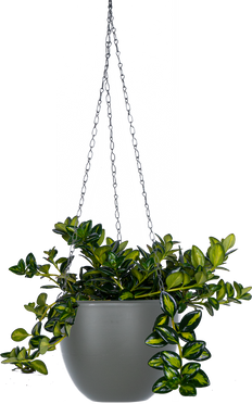 Nemanthus Hypocyrta Variegated Assorted| Goldfish Plant (M)