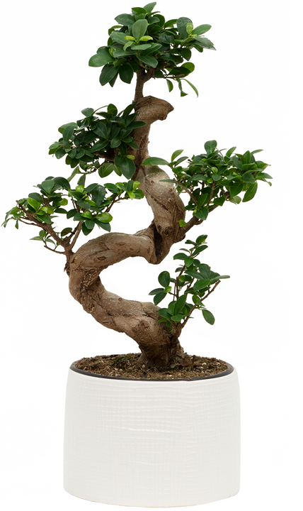 Grafted Ficus Ginseng Bonsai Tree | With Pot (L)