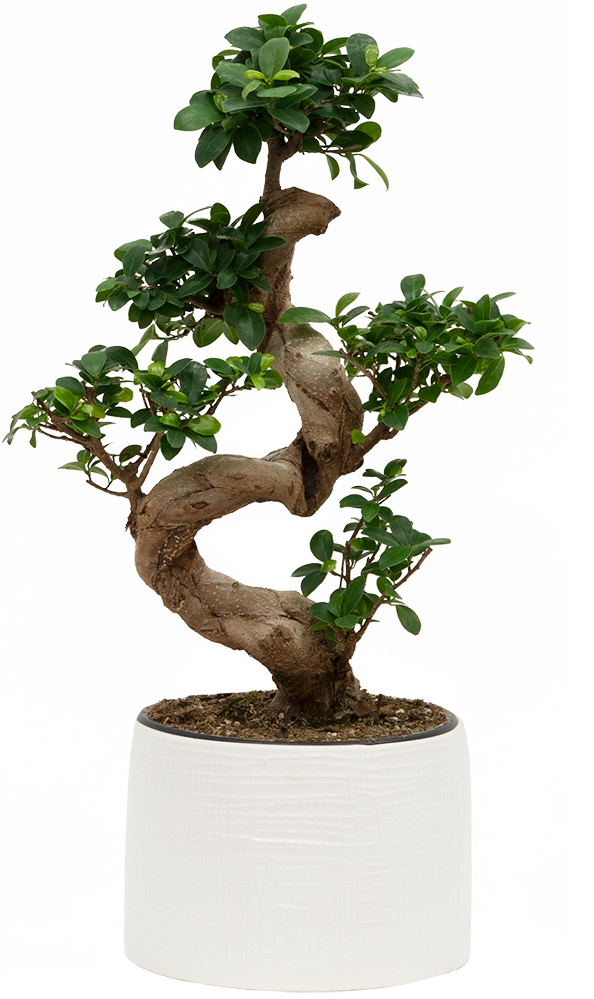 Grafted Ficus Ginseng Bonsai Tree | With Pot (L)