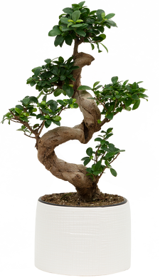 Grafted Ficus Ginseng Bonsai Tree | With Pot (L)