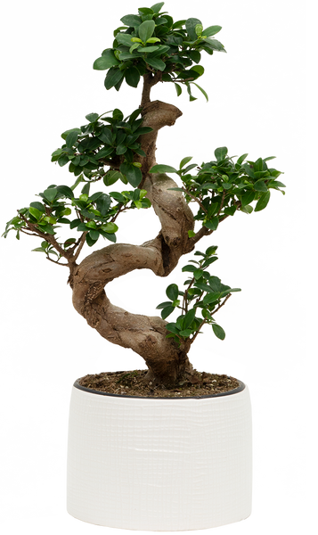 Grafted Ficus Ginseng Bonsai Tree, With Pot, 8 Pot