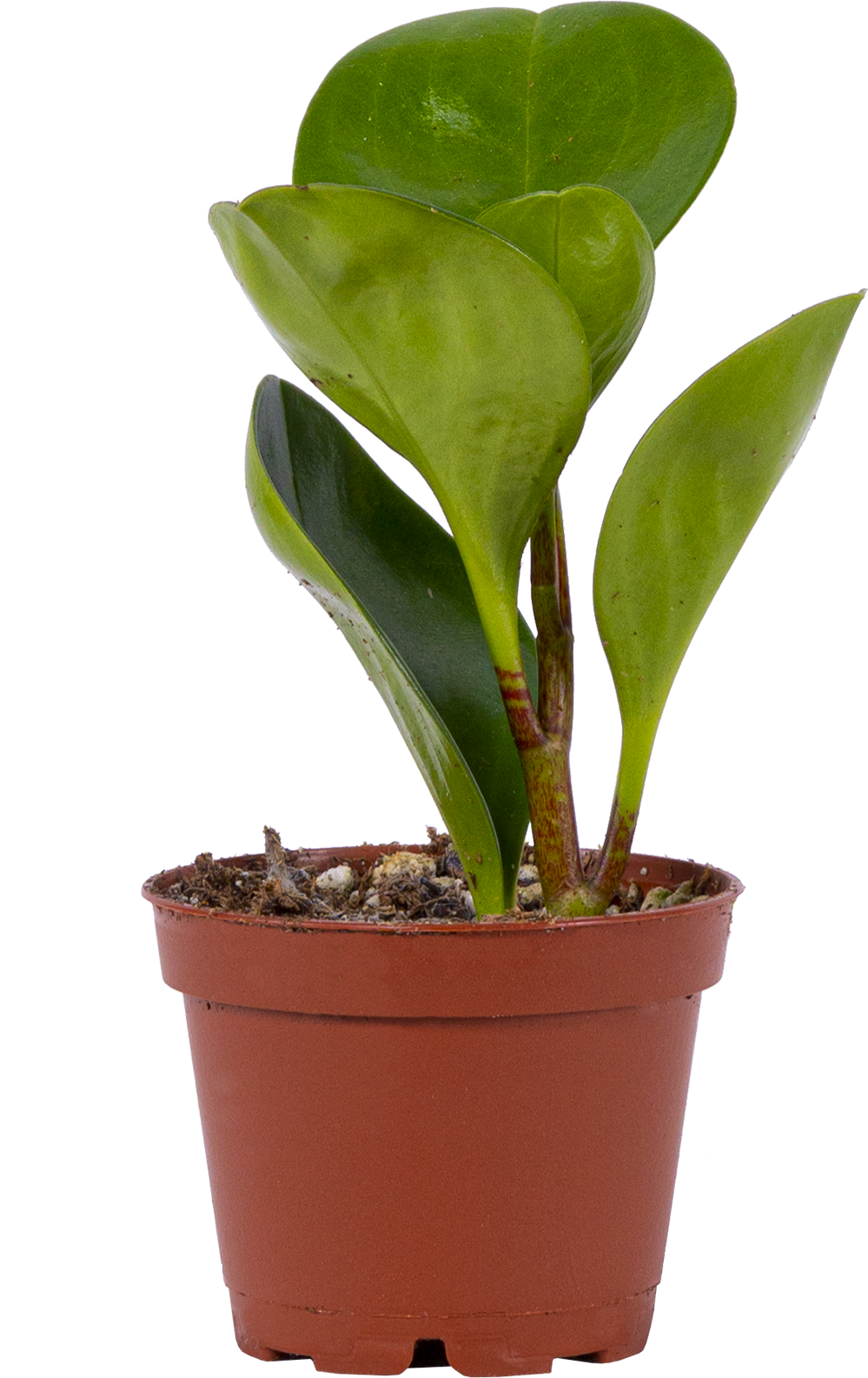 Peperomia Obtusifolia | Green (XS)
