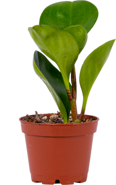 Peperomia Obtusifolia | Green (XS)