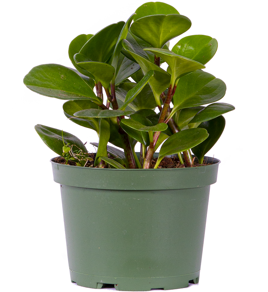 Peperomia Obtusifolia | Green (M)