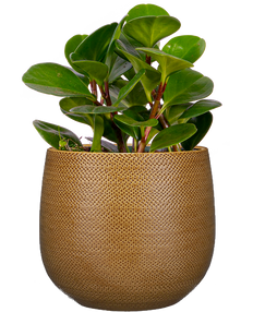 Peperomia Obtusifolia | Green (M)