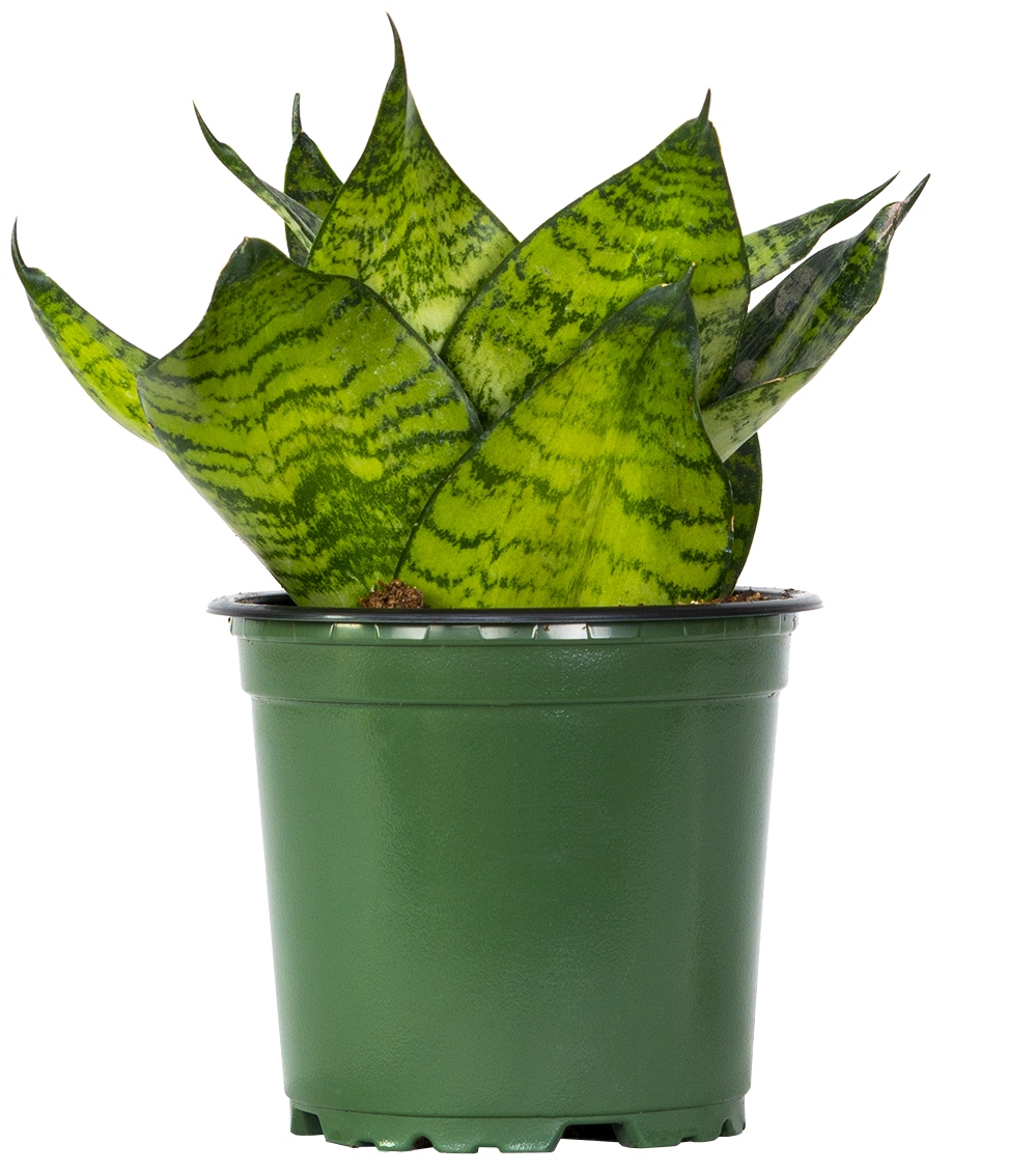 Sansevieria Green Hahnii | Birds Nest Snake Plant (S)