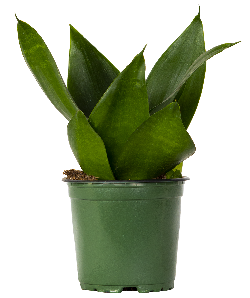Sansevieria Jade Hahnii | Birds Nest Snake Plant (S)