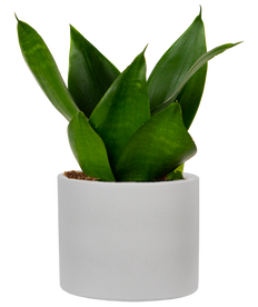 Sansevieria Jade Hahnii | Birds Nest Snake Plant (S)