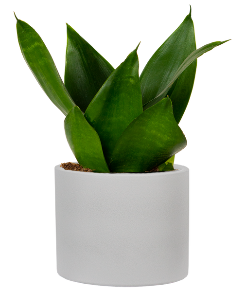 sansevieria birds nest jade Sansevieria Jade Hahnii | Birds Nest Snake Plant | 4" Pot | Easy Care Houseplant