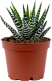 Haworthia | Zebra Cactus (assorted) (XS)