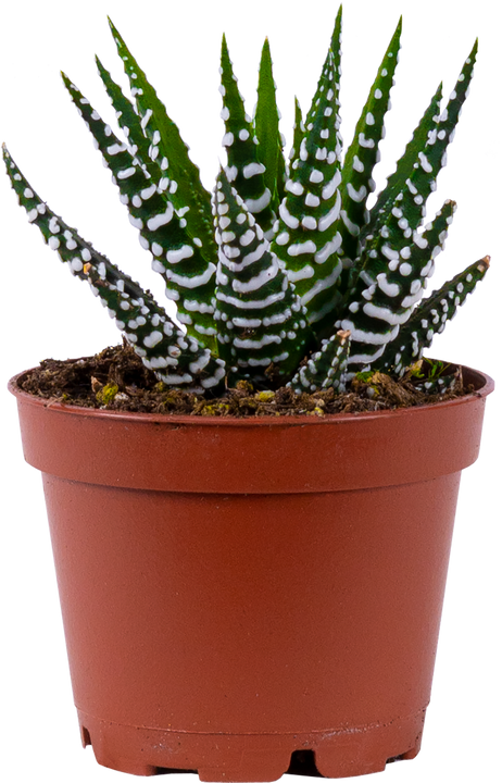 Haworthia | Zebra Cactus (assorted) (XS)