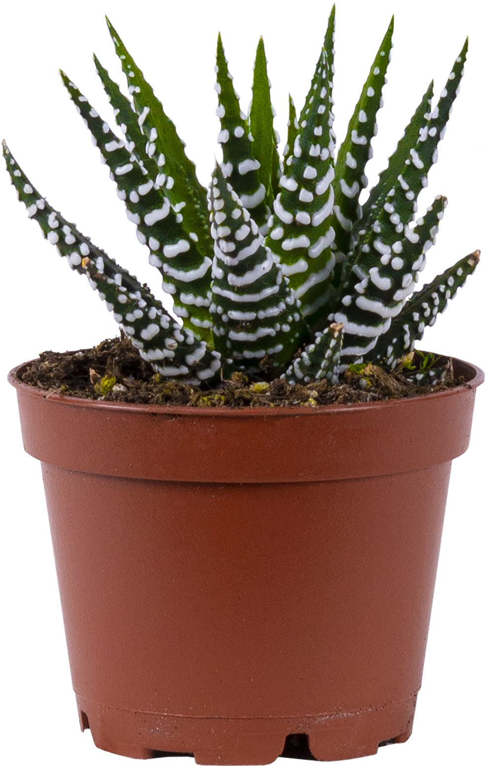 Haworthia | Zebra Cactus (assorted) (XS)