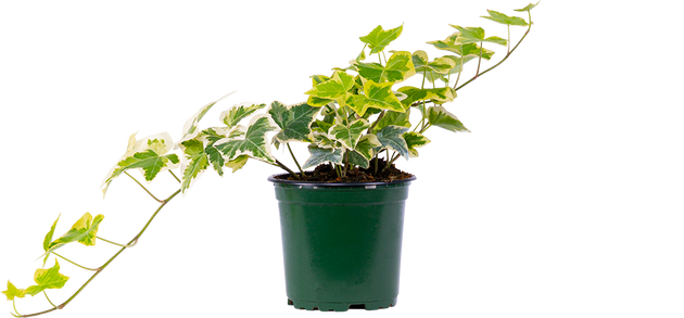 variegated ivy indoor plant Hedera Helix | Variegated Ivy | 4" Pot | Easy Care Houseplant