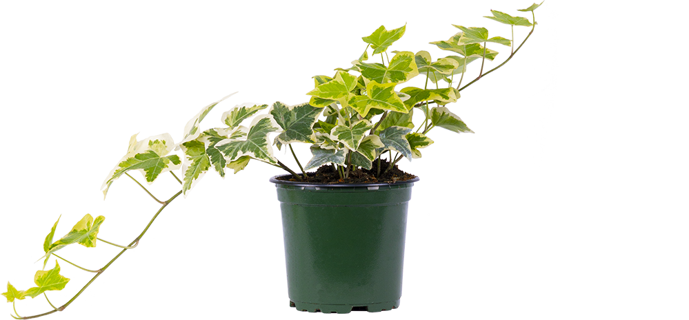 Hedera Helix (S) | Variegated Ivy (Assorted)
