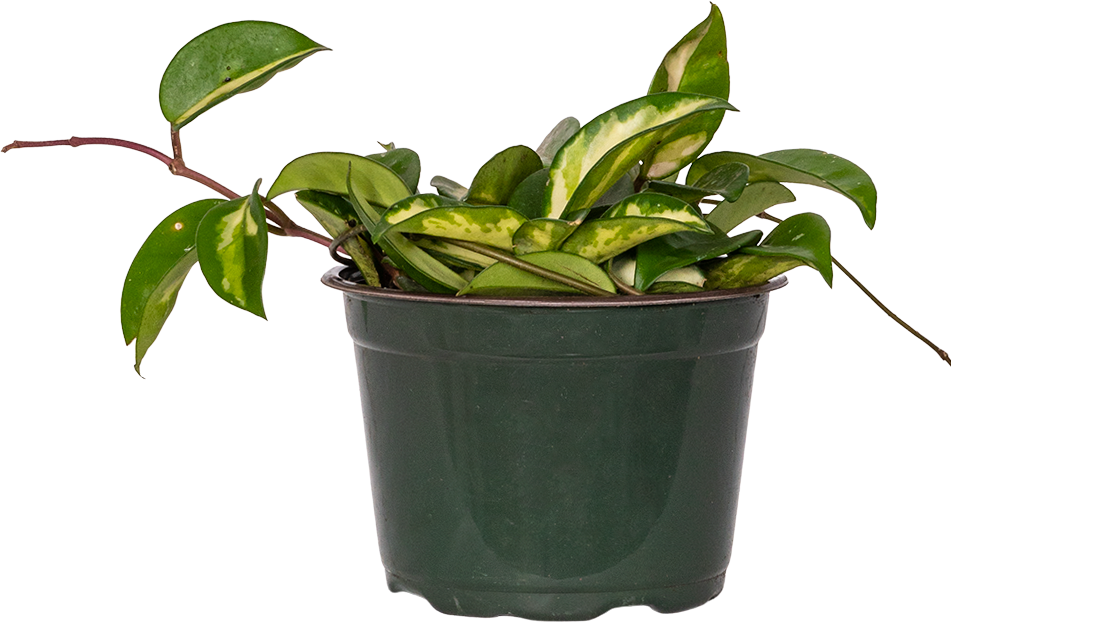 Hoya Carnosa Tricolor | Wax Plant (M)