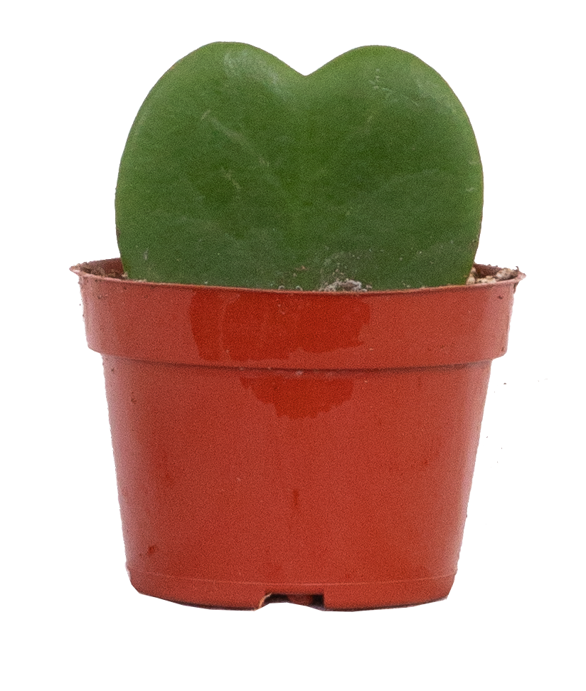 Hoya Kerrii | Heartleaf Hoya (S)