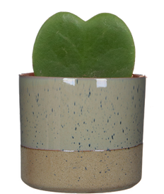 Hoya Kerrii | Heartleaf Hoya (S)