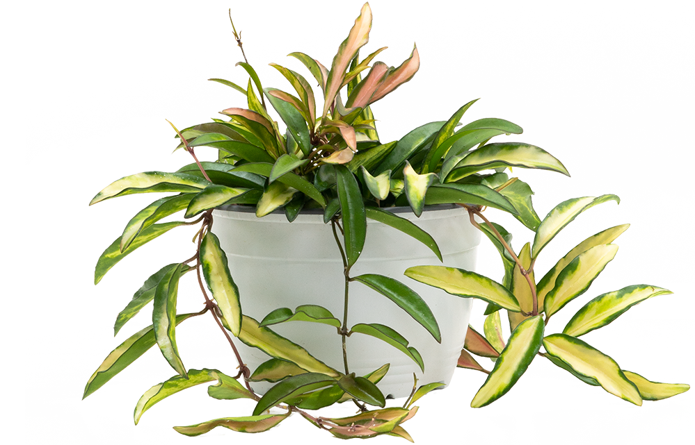 Hoya Wayetii Variagata | Wax Plant (M)