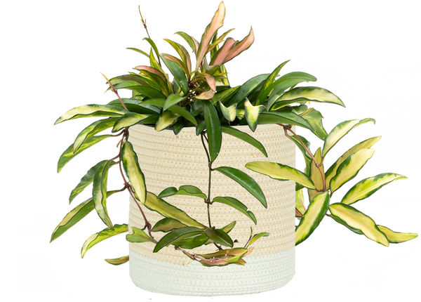 その他観葉植物 Hoya wayetii Hoya Wayetii Variagata | Wax Plant | 6