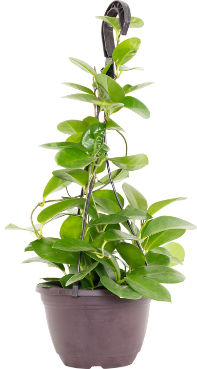Hoya Australis Grande | Wax Plant (M)