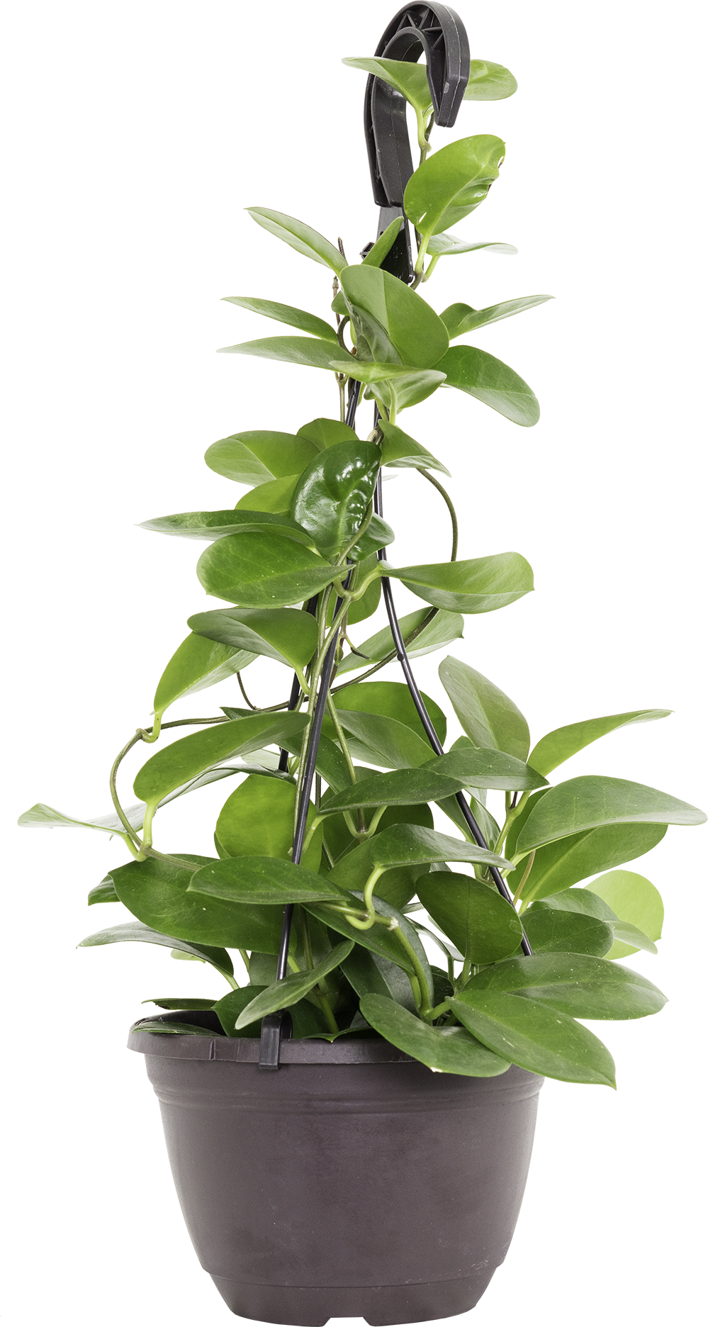 Hoya Australis Grande | Wax Plant (M)