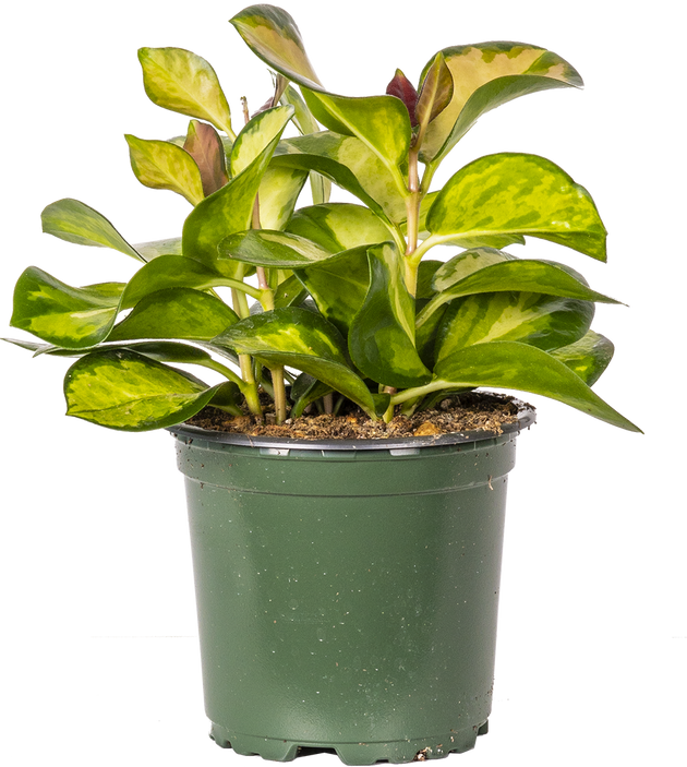 Hoya Australis Lisa | Wax Plant | 4