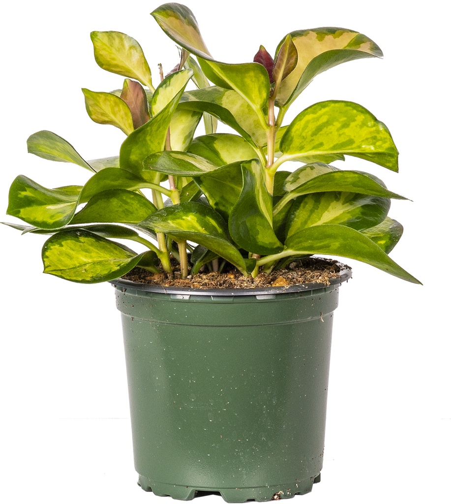 Hoya Australis Lisa Wax Plant 4" Pot Pet Friendly And Easy Care