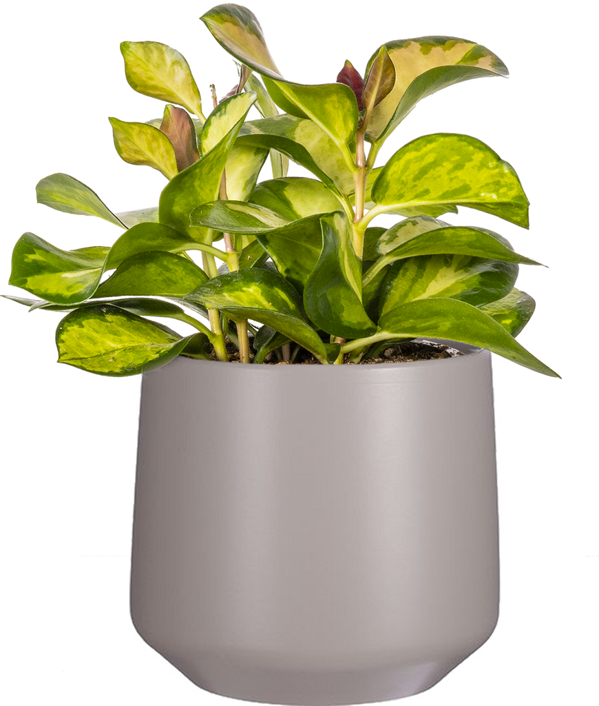 Hoya Australis Lisa Wax Plant 4" Pot Pet Friendly And Easy Care