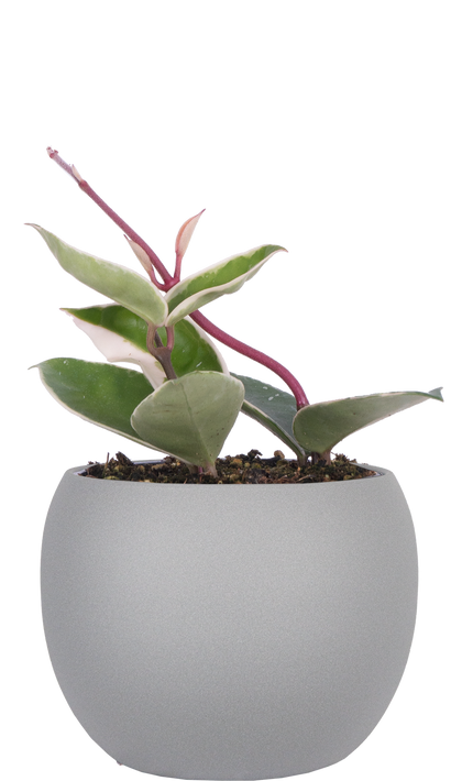 Hoya Carnosa Krimson Queen | Wax Plant (S)