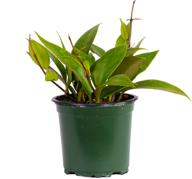 hoya philodendron Hoya Gracilis | Porcelain Flower | 4" Pot | Pet Friendly And Easy Care  Houseplant