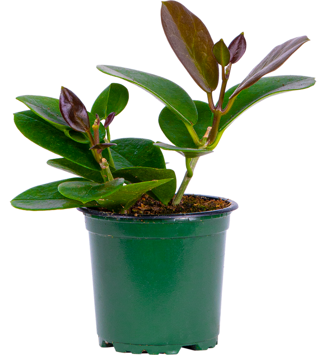 Hoya Australis Grande | Wax Plant (S)