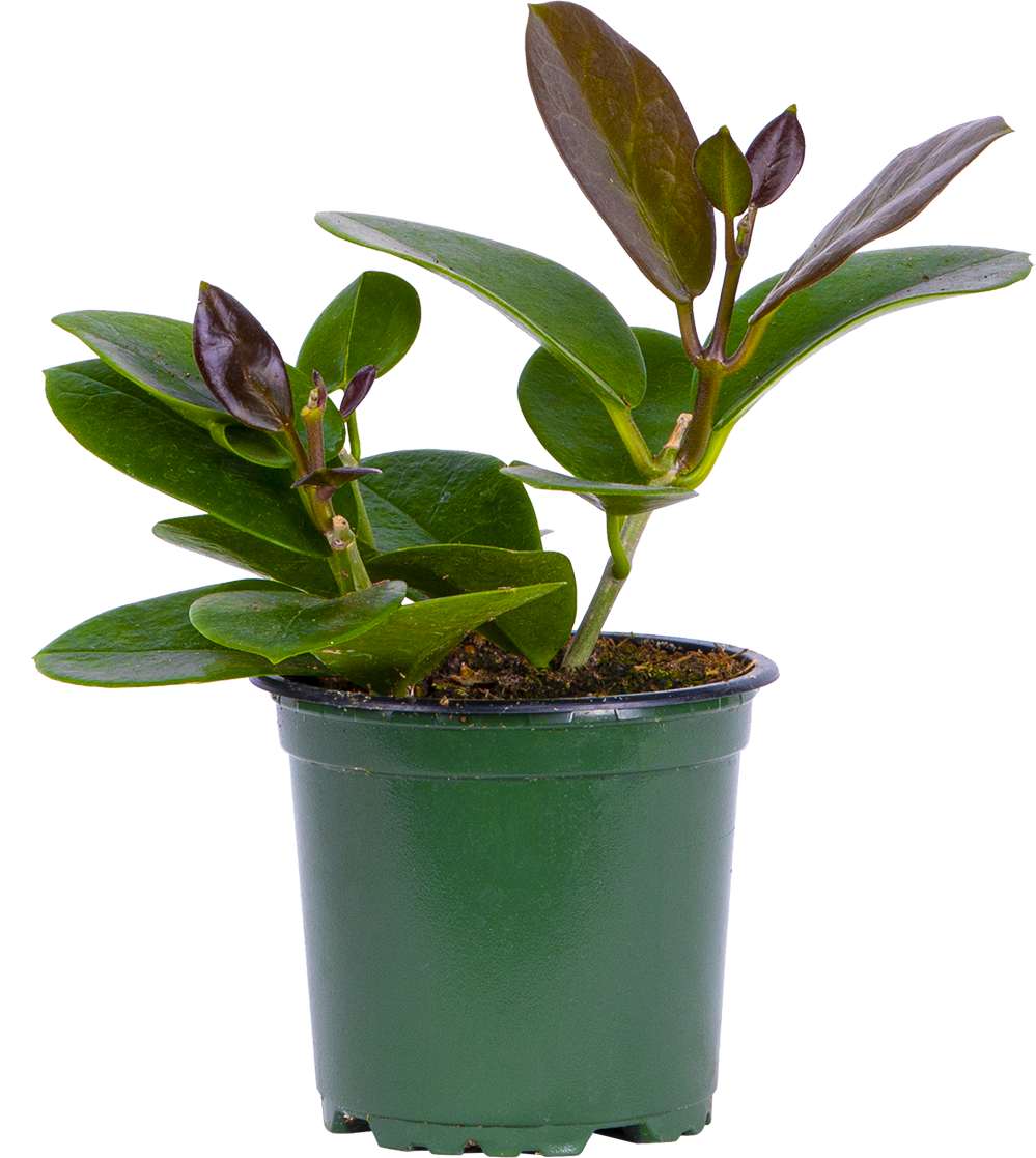 Hoya Australis Grande | Wax Plant (S)