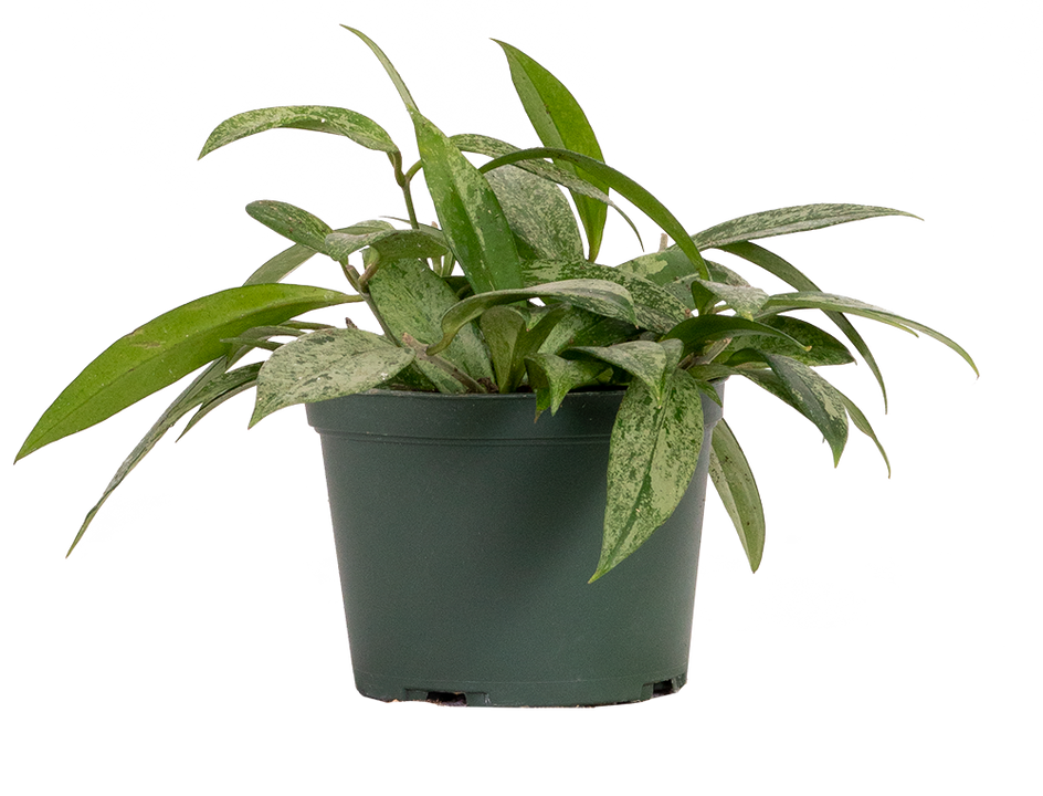 Hoya Pubicalyx Splash | Wax Plant (M)