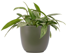 Hoya Pubicalyx Splash | Wax Plant (M)