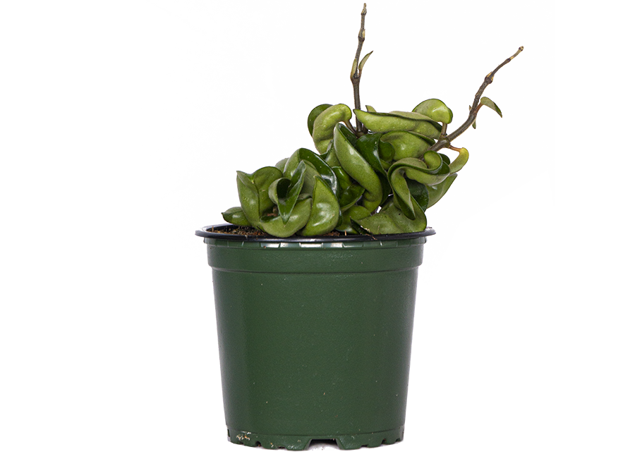 Hoya Carnosa Crinkle Curl | Hindu Rope (S)