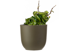 Hoya Carnosa Crinkle Curl | Hindu Rope (S)