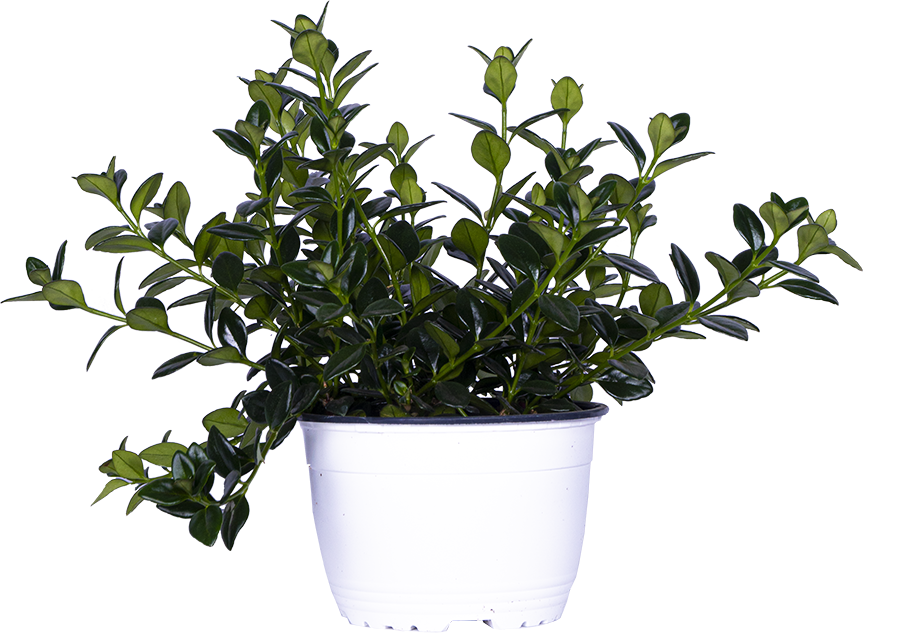 Nemanthus Hypocyrta | Goldfish Plant (M)