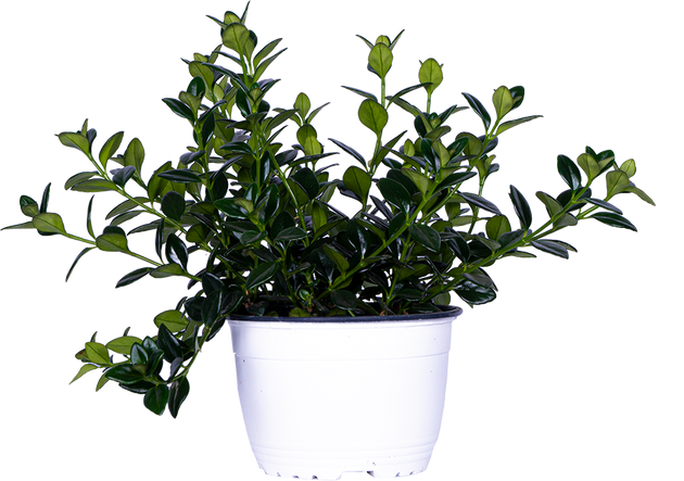 Nemanthus Hypocyrta | Goldfish Plant (M)